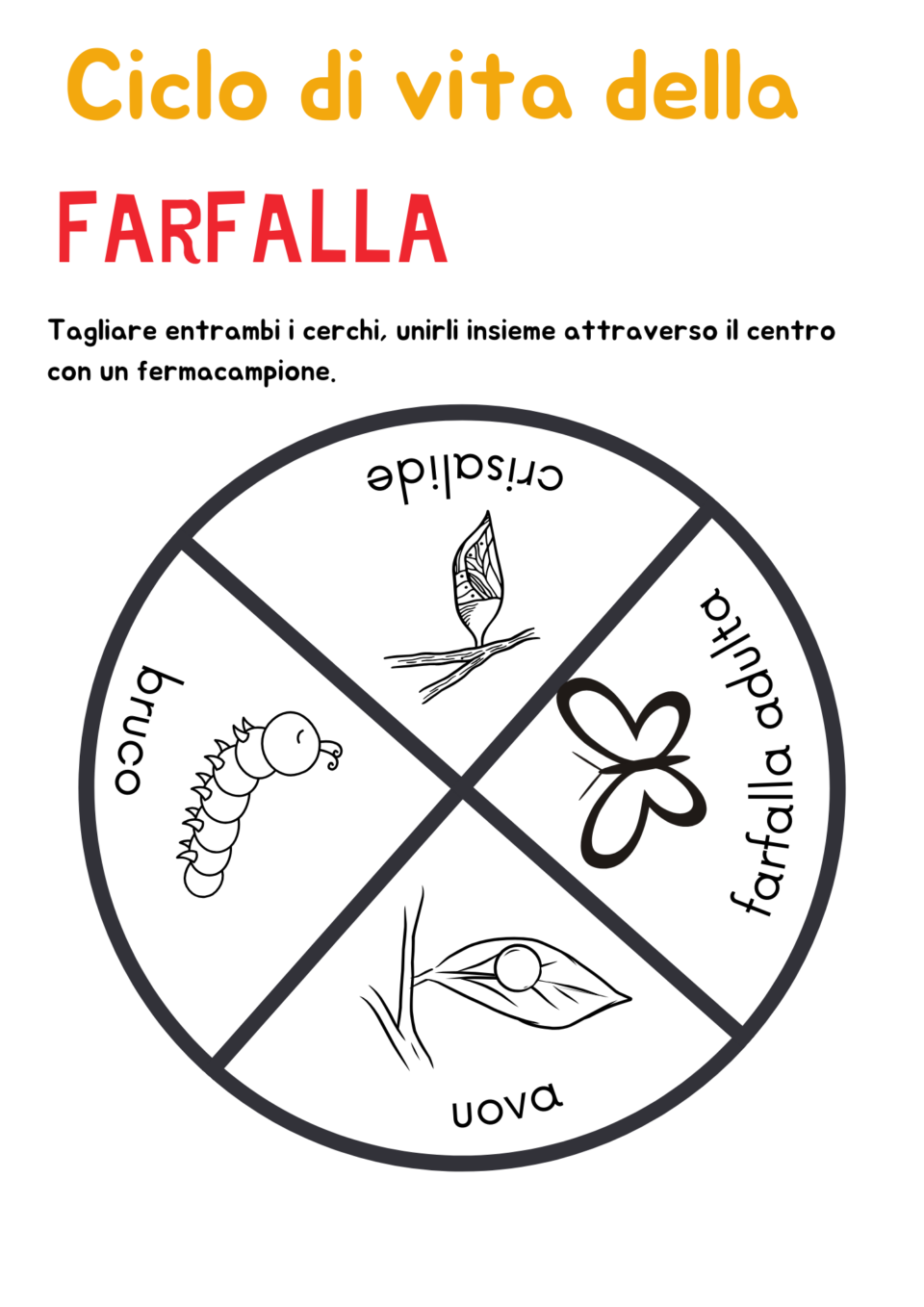 Il Ciclo Vitale Della Farfalla Maestra Gabry 7098